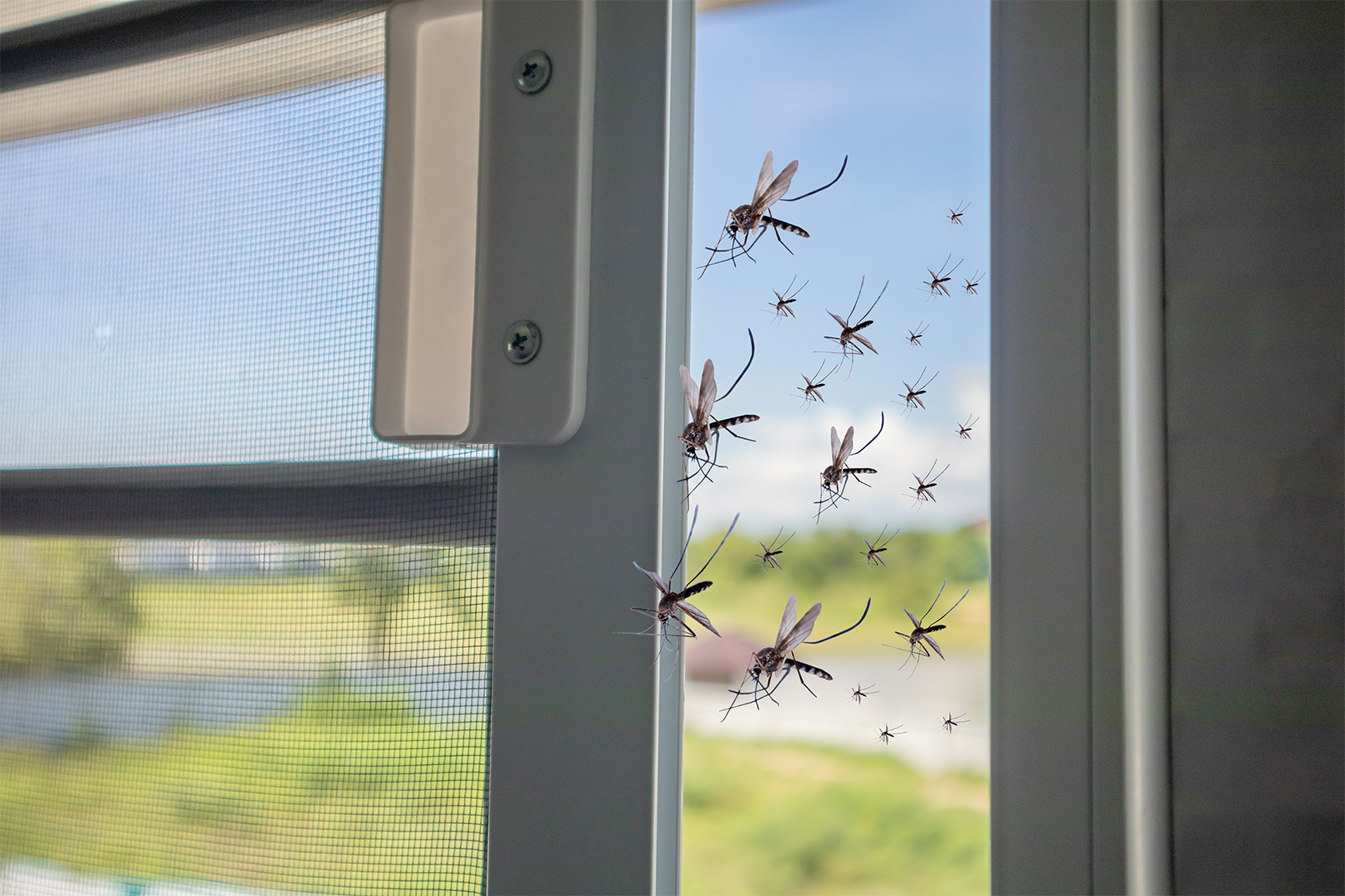 Insektenschutz – passgenaue Lösungen für Ihr Zuhause